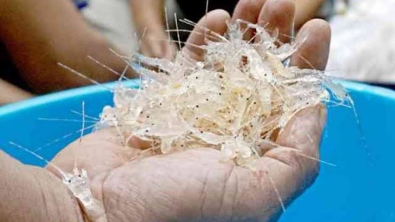 Lebih 70 Ribu Benih Lobster Nyaris Diseludupkan