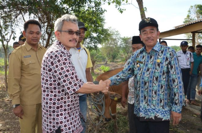 Petani Siak Kecil Terima Bantuan Sapi Bergulir