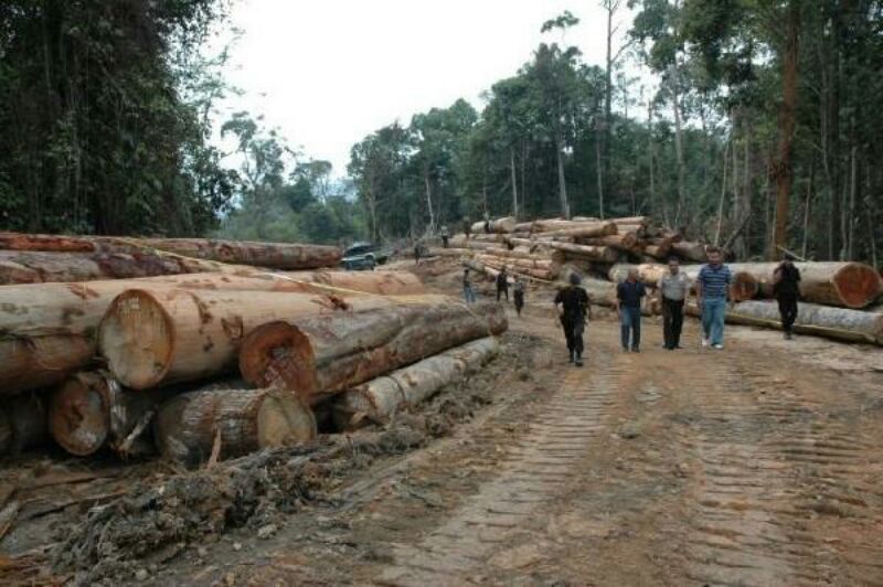 Polisi Kuansing Tangkap Pembalak Garap Lahan RAPP