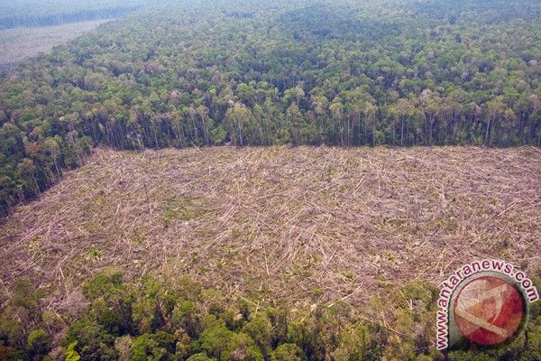 Polres Bengkalis Tangkap Perambah Hutan Lindung