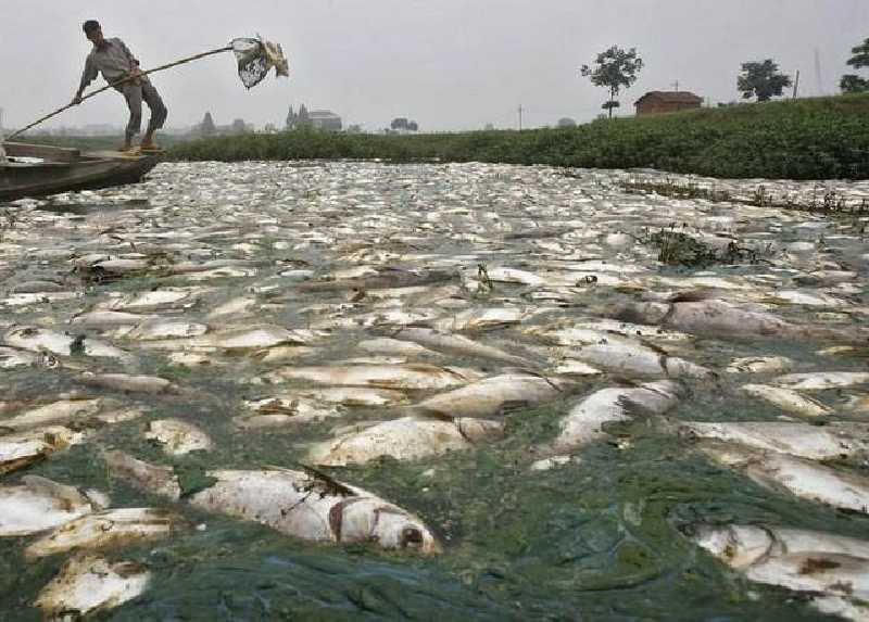 PT LIL di Rohul Diduga 'Biang' Matinya Ikan-ikan di Sungai Tapung