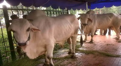 Riau Butuh 28 Ribu Ekor Hewan Kurban