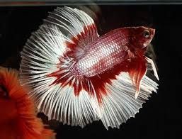 Riau Miliki Ikan Hias Terkecil di Dunia?