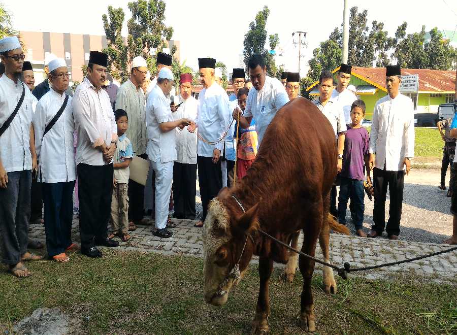 Sapi Jokowi Beratnya 800 Kilogram, Sapi Andi Rachman 600 Kg