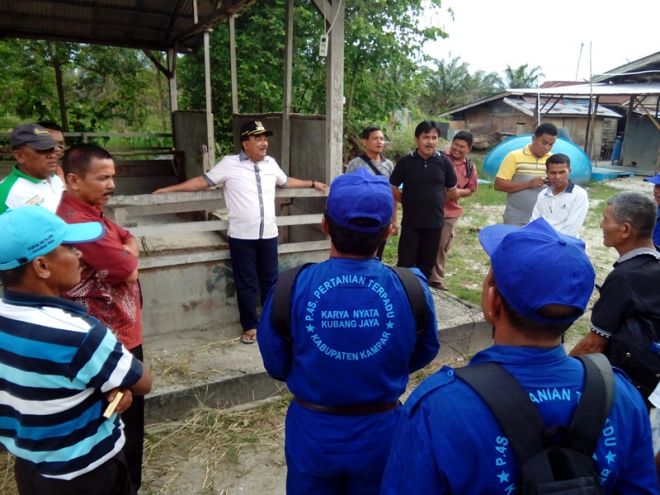Tekad Kampar Jadi Lumbung Sapi