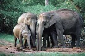 Wah, Gajah Pun Ikut Upacara HUT Indonesia